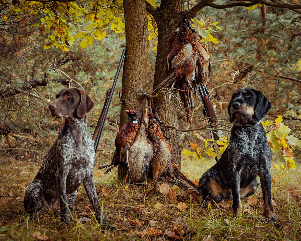 Texas hog hunting