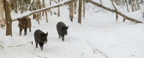 Stalking hogs