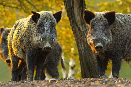Hog hunting licenses and permits