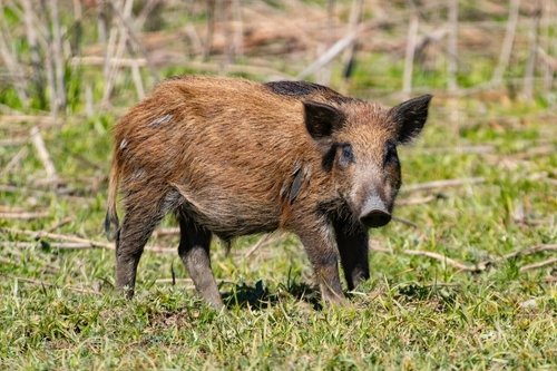 North Carolina hog hunting