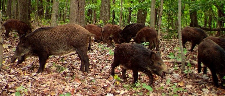 Virginia hog hunting