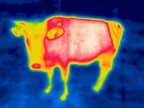Thermal imaging in hog hunting