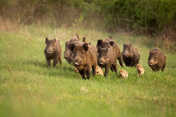 Wildlife encounters in hog hunting